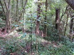 Piper excelsum excelsum