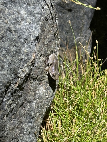 iNaturalist observation photo of California Tree Frog