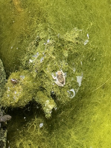 iNaturalist observation photo of California Tree Frog