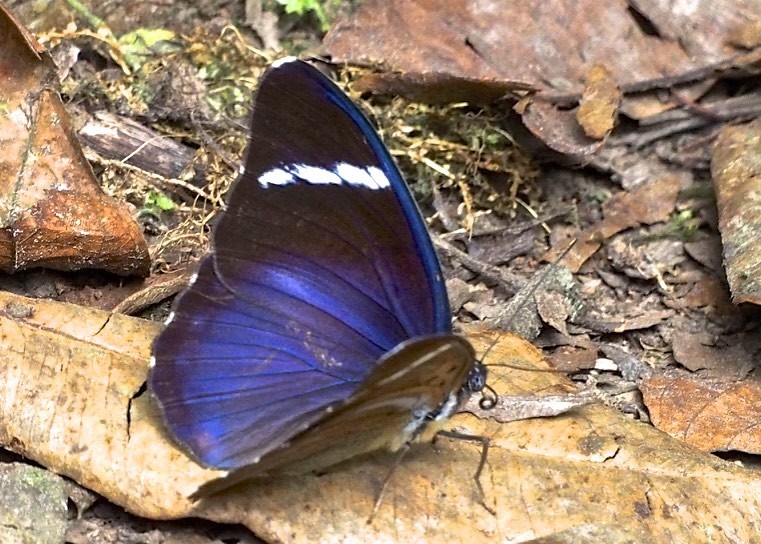 Euphaedra olivacea
