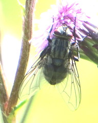 Billaea triangulifera