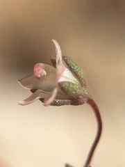 Nemacladus inyoensis