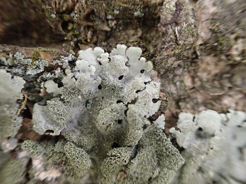 Hypotrachyna minarum