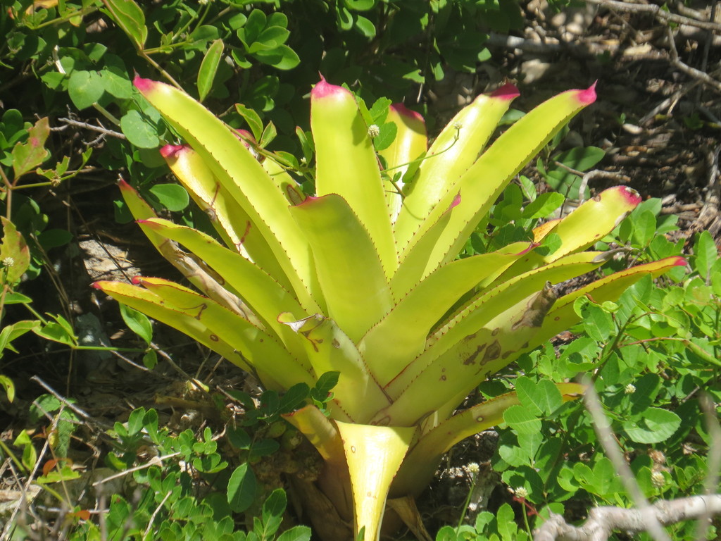 Neoregelia cruenta