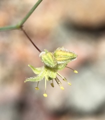 Eriogonum trichopes