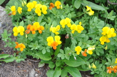 Lotus corniculatus