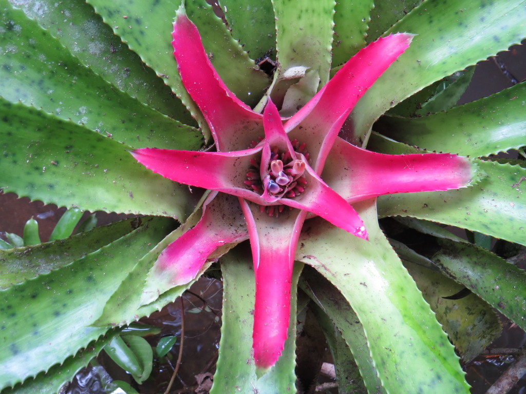 Blushing Bromeliad
