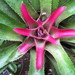Blushing Bromeliad - Photo (c) Diogo Luiz, some rights reserved (CC BY-SA), uploaded by Diogo Luiz