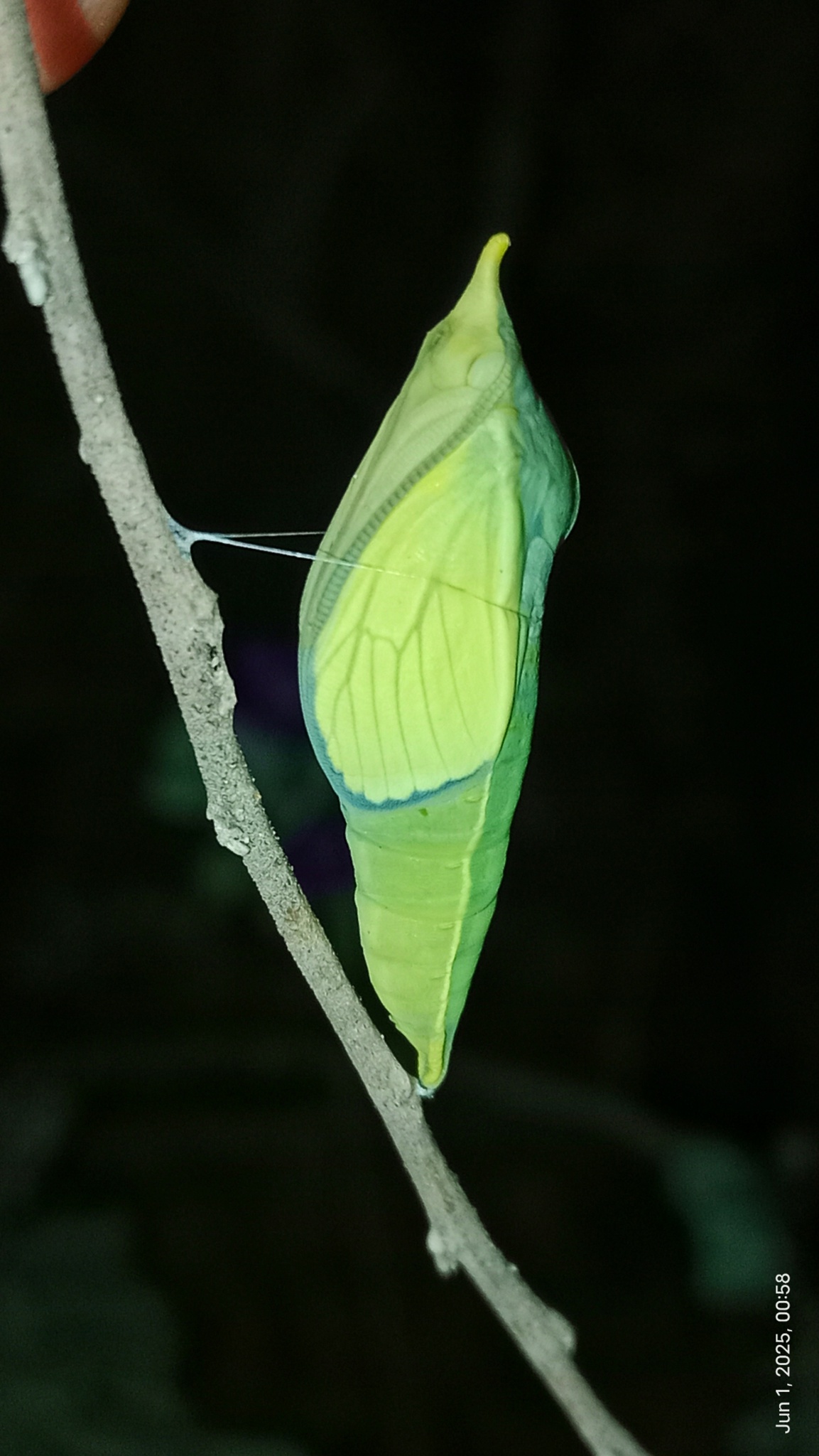 Lemon Emigrant