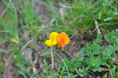Lotus corniculatus