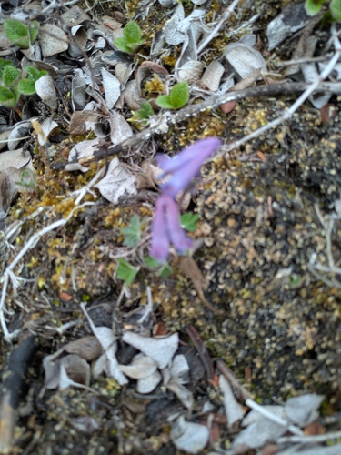 Few-flower Corydalis (Corydalis pauciflora)