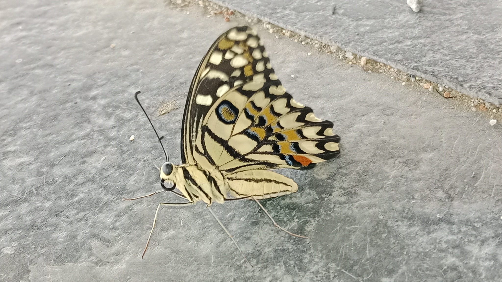 Lime Swallowtail