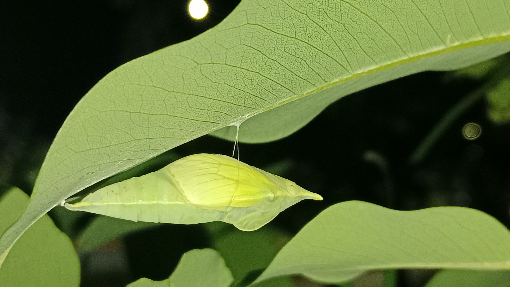 Lemon Emigrant