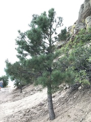 Pinus ponderosa