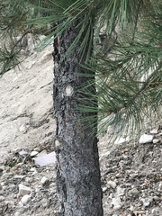 Pinus ponderosa