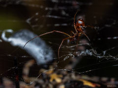 Argyrodes argyrodes