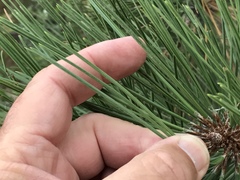 Pinus ponderosa