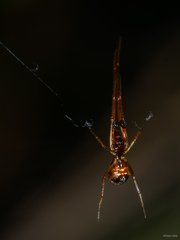 Argyrodes argyrodes