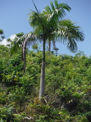 Roystonea borinquena