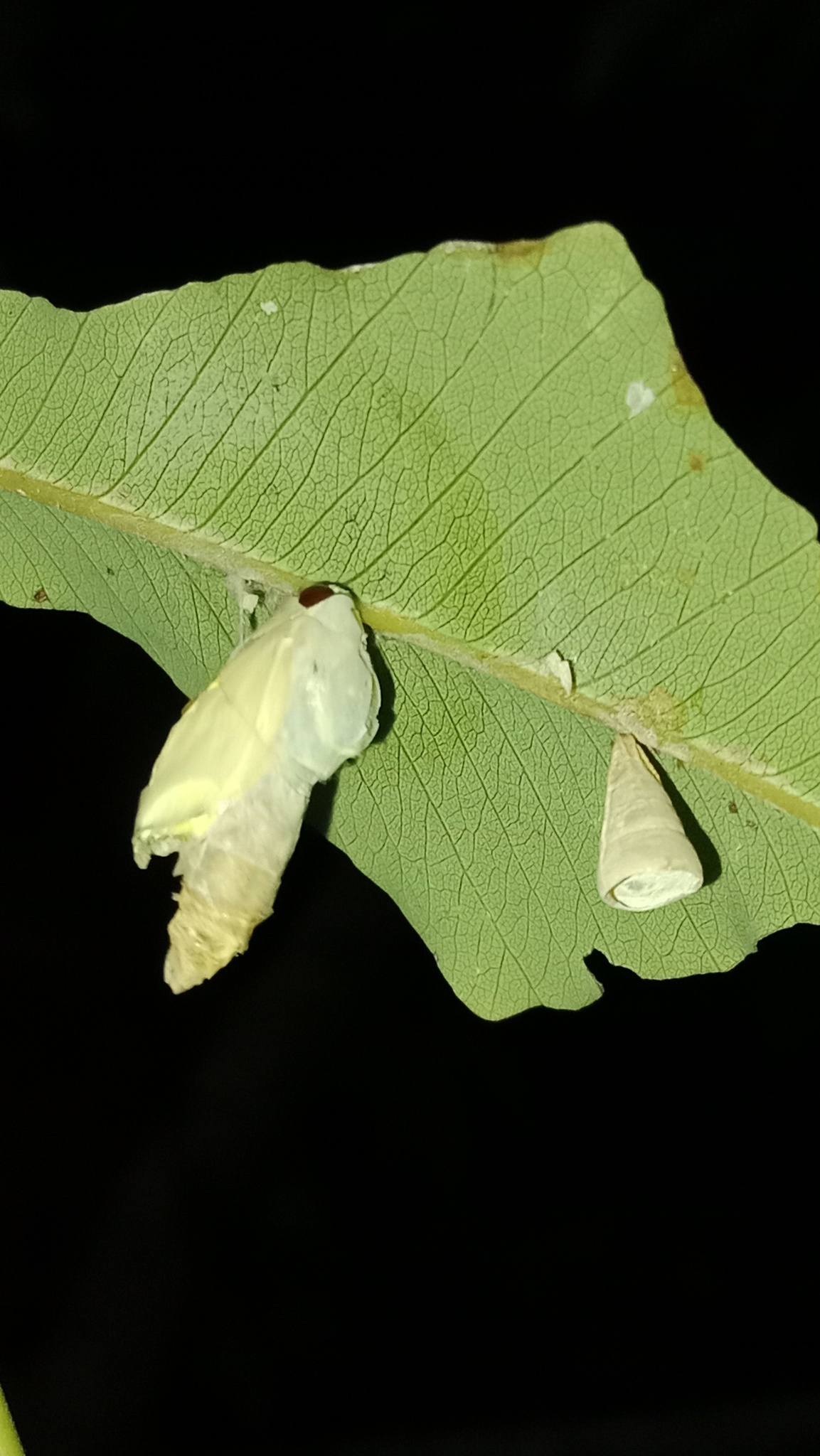 Lemon Emigrant