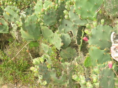 Opuntia dillenii