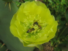 Opuntia dillenii