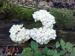 Hericium americanum