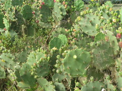 Opuntia dillenii