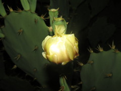 Opuntia dillenii