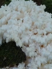 Hericium americanum