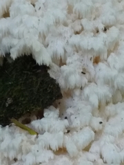 Hericium americanum