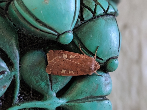 Square-spot Rustic photo 5