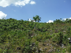 Roystonea borinquena