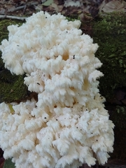 Hericium americanum