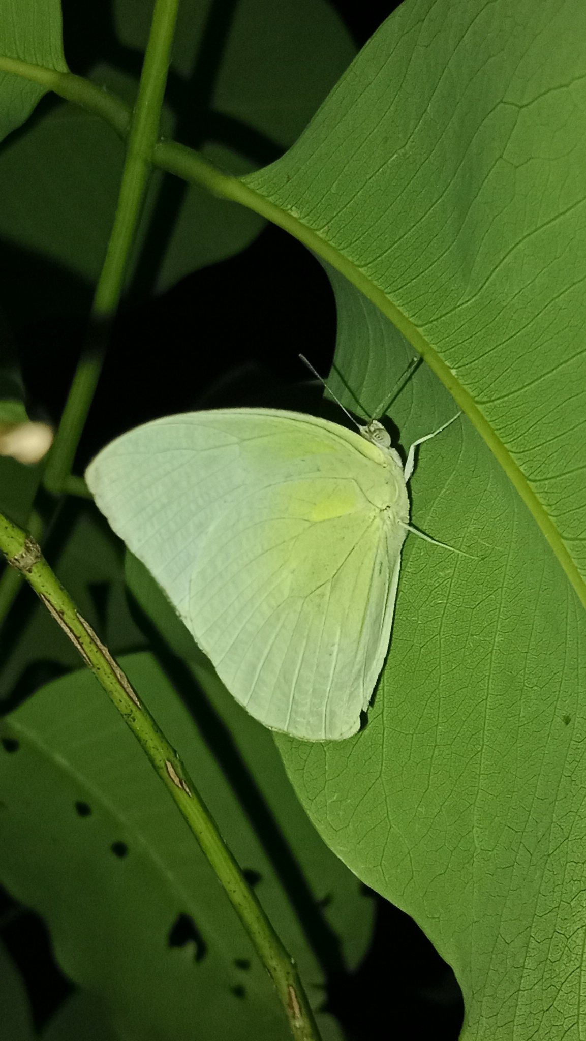 Lemon Emigrant