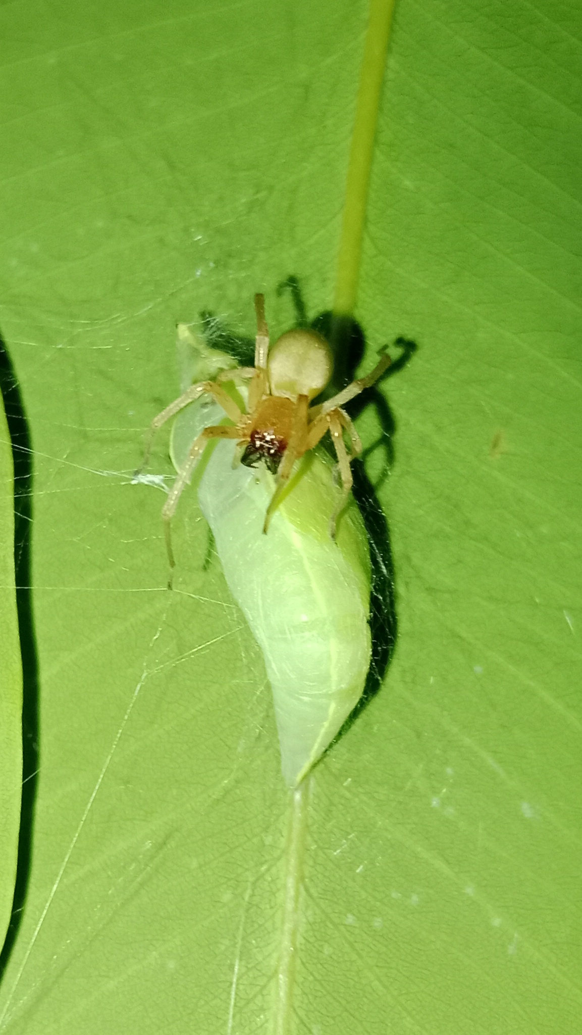Lemon Emigrant