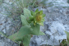 Silphium integrifolium