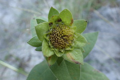 Silphium integrifolium