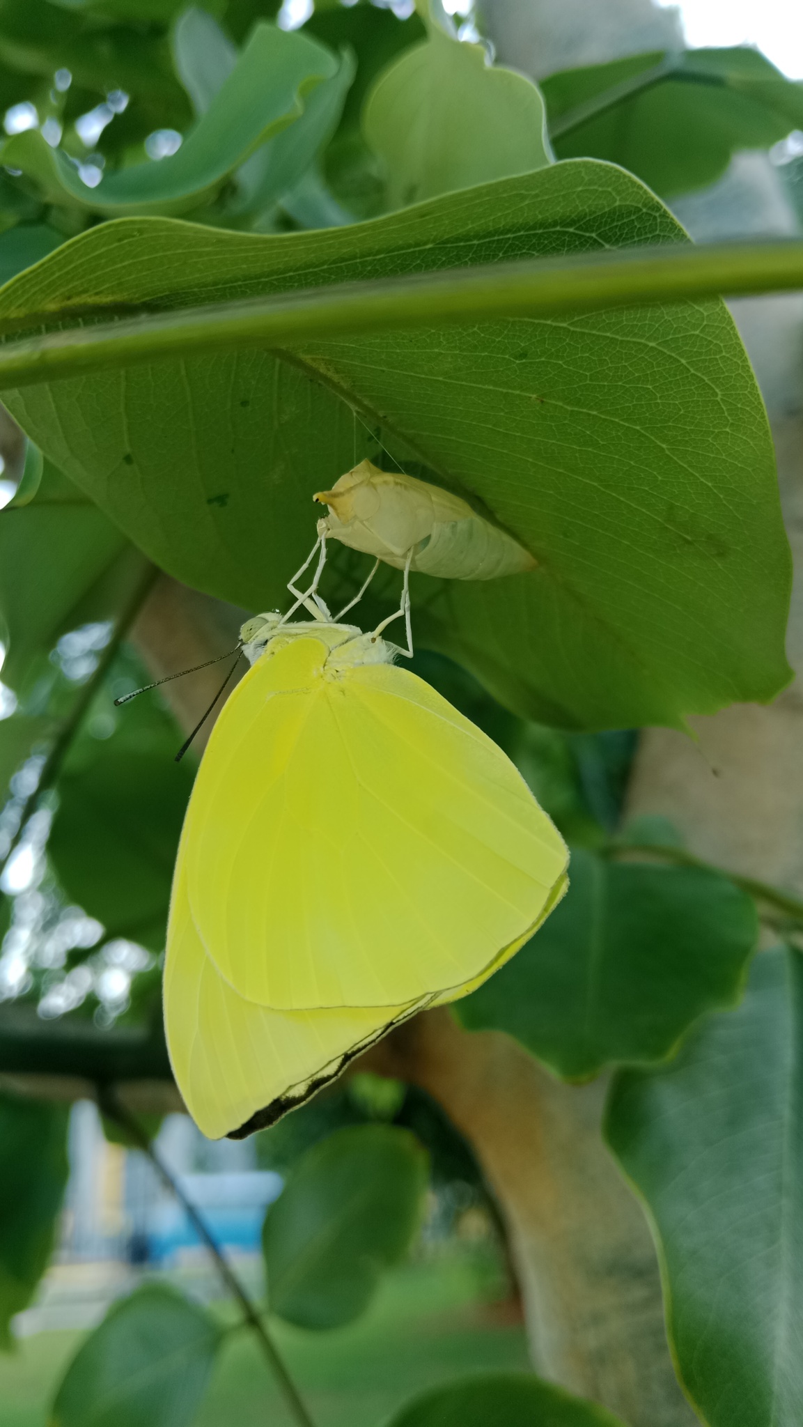 Lemon Emigrant