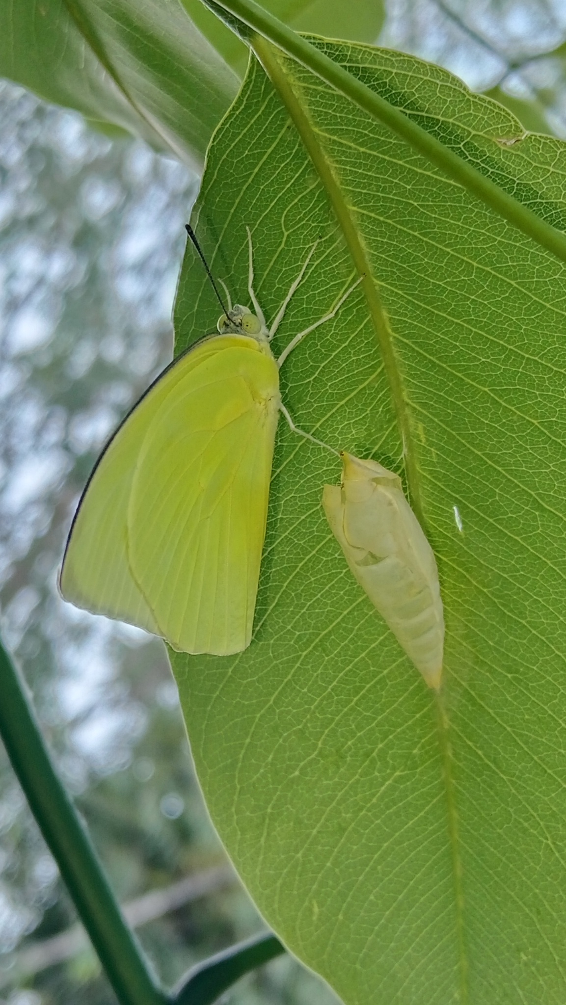 Lemon Emigrant