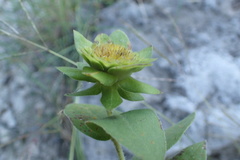 Silphium integrifolium
