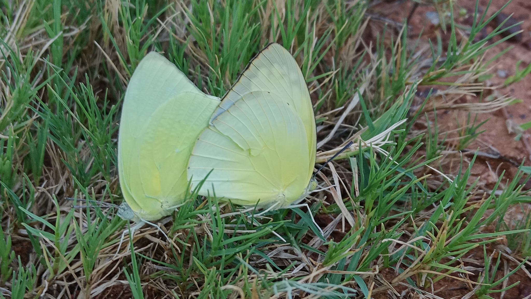 Lemon Emigrant
