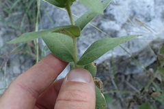 Silphium integrifolium