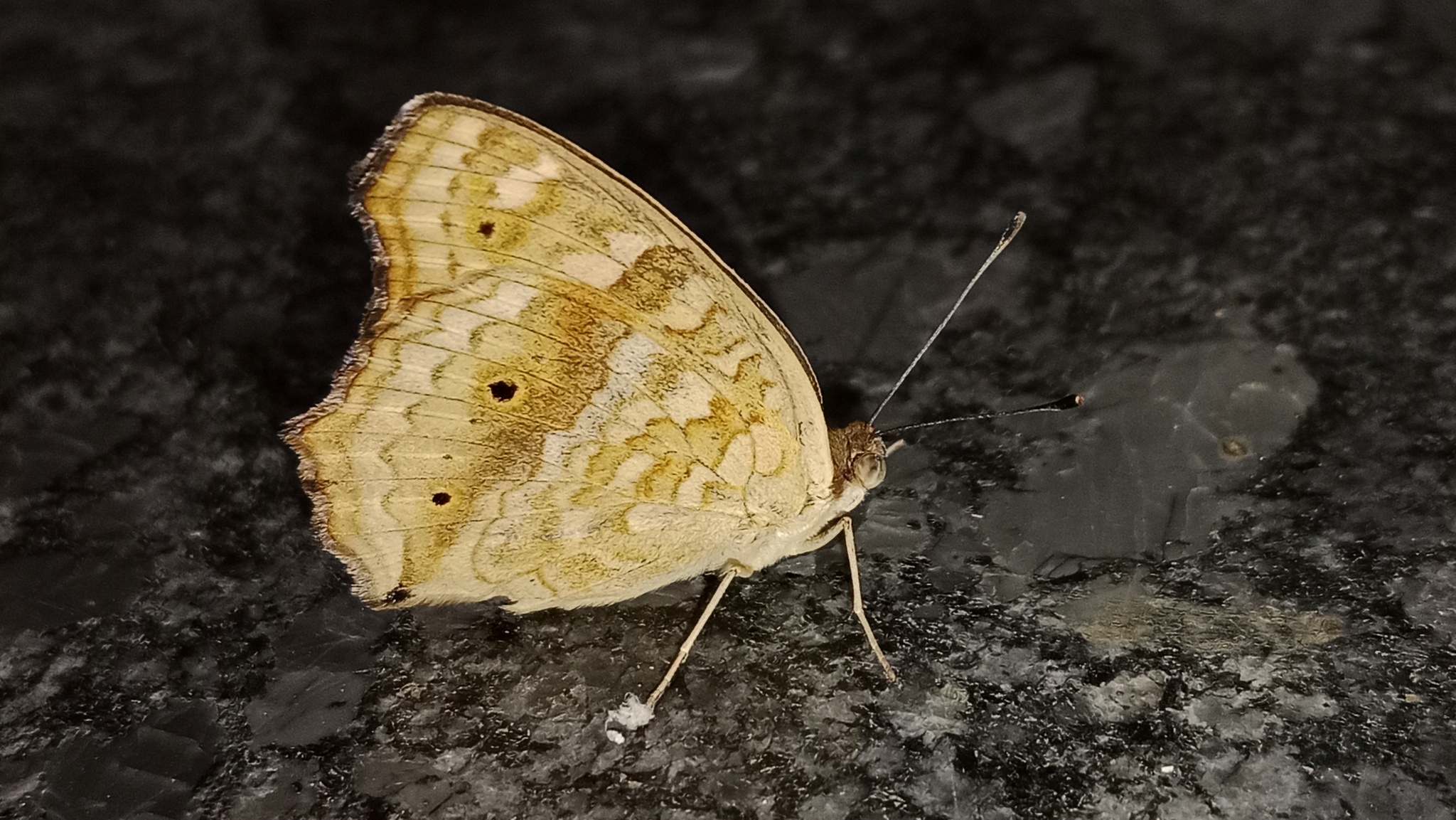 Lemon Pansy