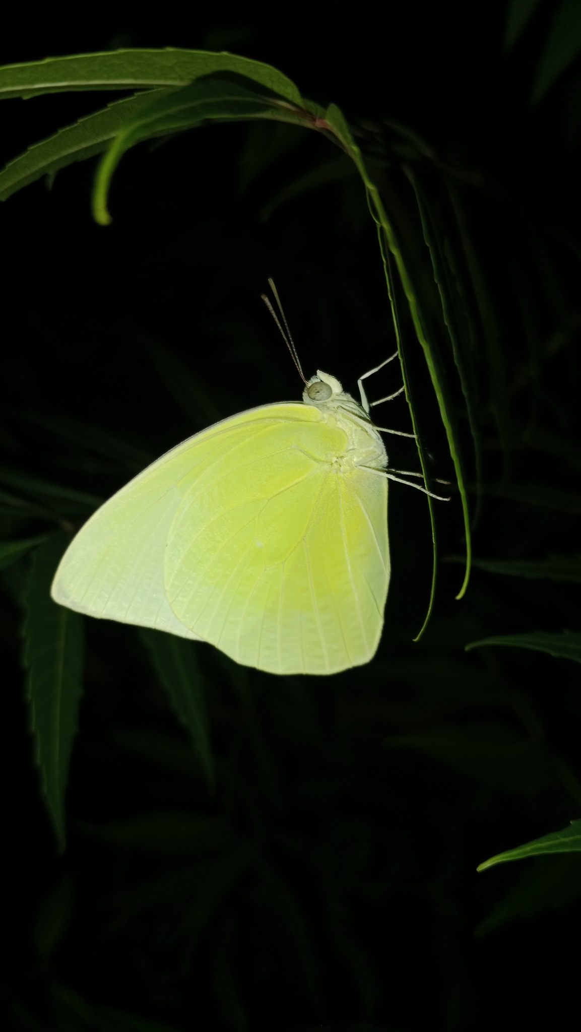 Lemon Emigrant