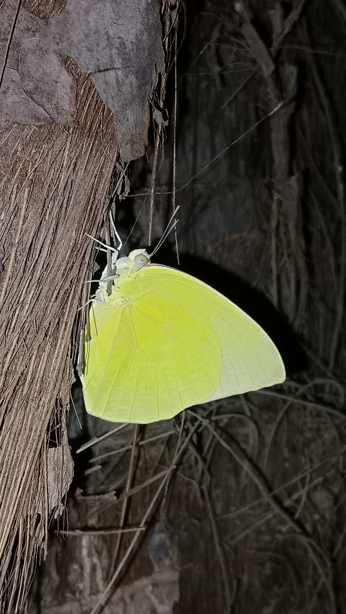 Lemon Emigrant