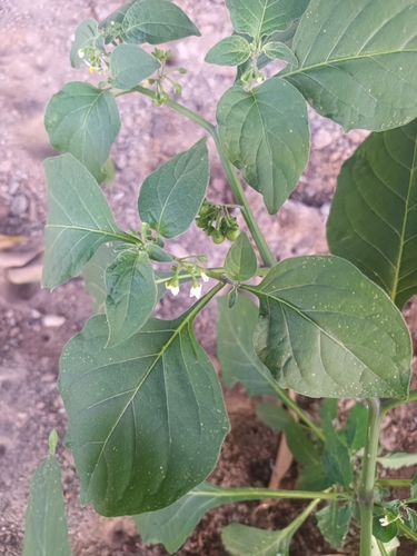 black nightshade