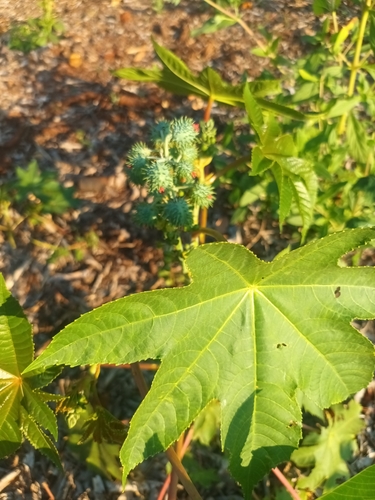 castor bean