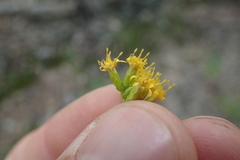 Solidago radula