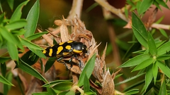 Castiarina octospilota